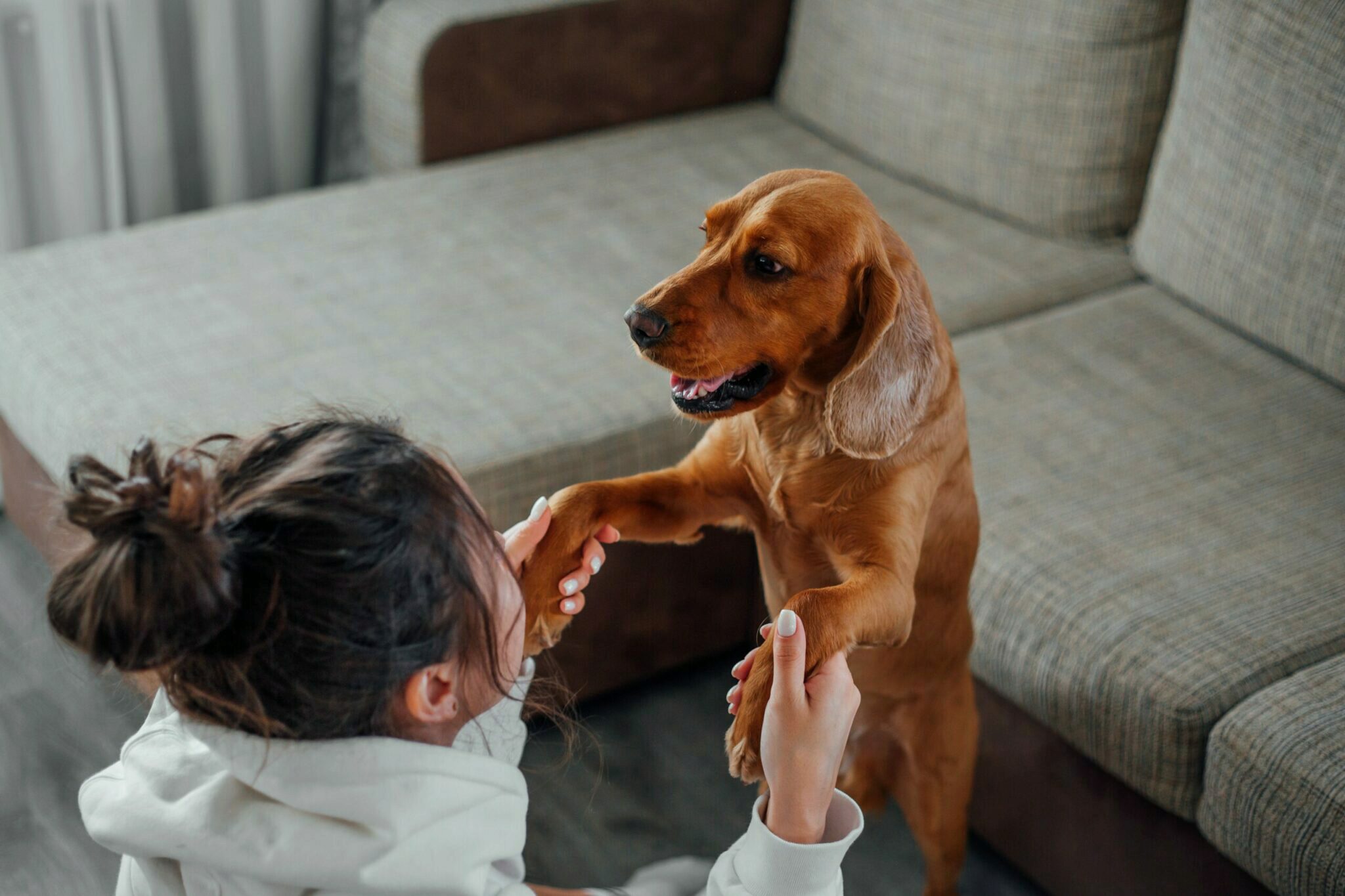 Home Remedie Voor Opgeblazen Buik Bij Hond